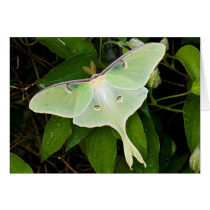 Luna Moth auf Carnaby Clematis