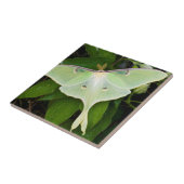 Luna Moth auf Carnaby Clematis Fliese (Seite)