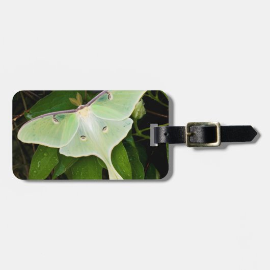 Luna Moth auf Carnaby Clematis Gepäckanhänger (Vorderseite horizontal)