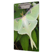 Luna Moth auf Carnaby Clematis Klemmbrett (Links)