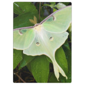 Luna Moth auf Carnaby Clematis Klemmbrett (Rückseite)