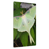 Luna Moth auf Carnaby Clematis Klemmbrett (Rechts)