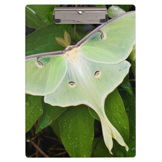 Luna Moth auf Carnaby Clematis Klemmbrett (Vorderseite)