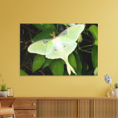 Luna Moth auf Carnaby Clematis Leinwanddruck (Insitu (Wohnzimmer))