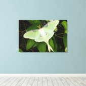 Luna Moth auf Carnaby Clematis Leinwanddruck (Insitu (Holzboden))