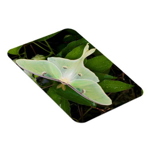 Luna Moth auf Carnaby Clematis Magnet (Rechte Seite)