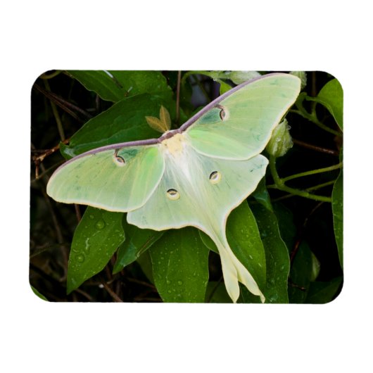 Luna Moth auf Carnaby Clematis Magnet (Horizontal)