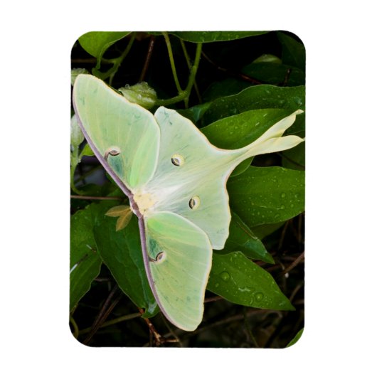 Luna Moth auf Carnaby Clematis Magnet (Vertikal)