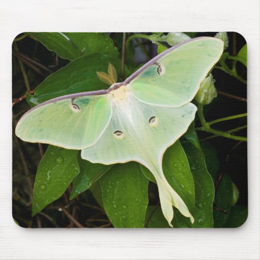 Luna Moth auf Carnaby Clematis Mousepad (Vorne)