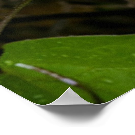 Luna Moth auf Carnaby Clematis Poster (Ecke)