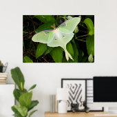 Luna Moth auf Carnaby Clematis Poster (Heimbüro)