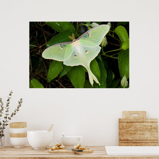 Luna Moth auf Carnaby Clematis Poster (Küche)