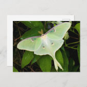 Luna Moth auf Carnaby Clematis Postkarte (Vorne/Hinten)