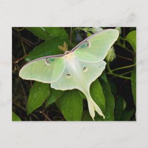 Luna Moth auf Carnaby Clematis Postkarte