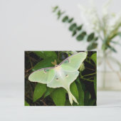 Luna Moth auf Carnaby Clematis Postkarte (Stehend Vorderseite)