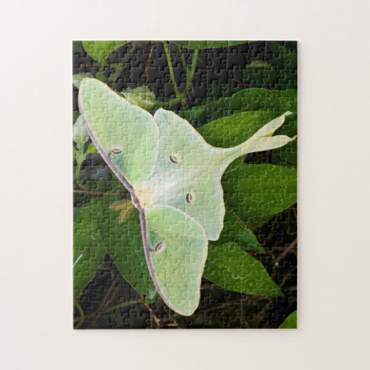 Luna Moth auf Carnaby Clematis Puzzle (Vertikal)