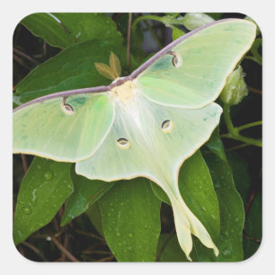 Luna Moth auf Carnaby Clematis Quadratischer Aufkleber