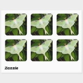 Luna Moth auf Carnaby Clematis Quadratischer Aufkleber (Blatt)