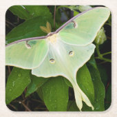 Luna Moth auf Carnaby Clematis Rechteckiger Pappuntersetzer (Vorderseite)