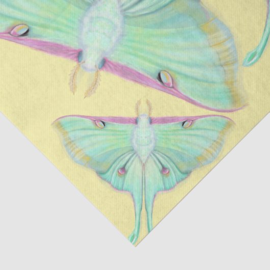 Luna Moth auf Gelb Seidenpapier (Ausschnitt)