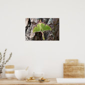 Luna Moth auf Kurzem Leaf Pine Bark Poster (Küche)