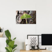 Luna Moth auf Kurzem Leaf Pine Bark Poster (Heimbüro)