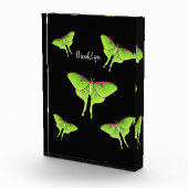 Luna Moth cartoon illustration   Fotoblock (Rechts)
