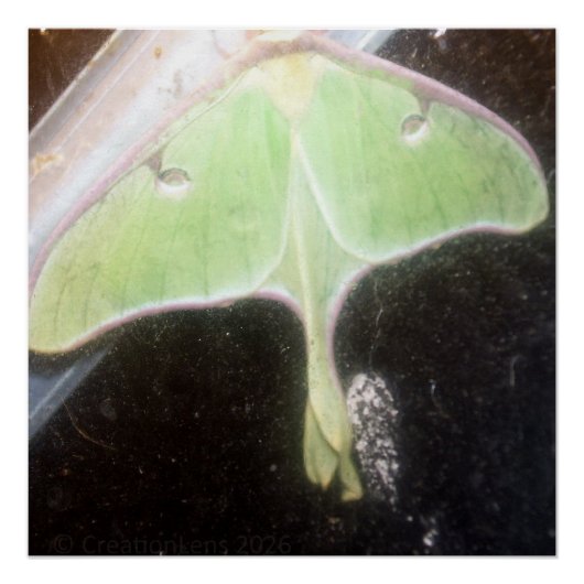 Luna Moth Close-Up Poster (Vorderseite)