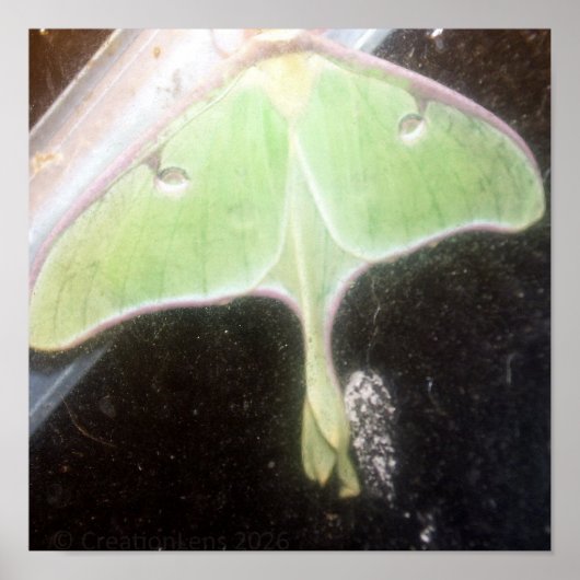 Luna Moth Close-Up Poster (Vorne)