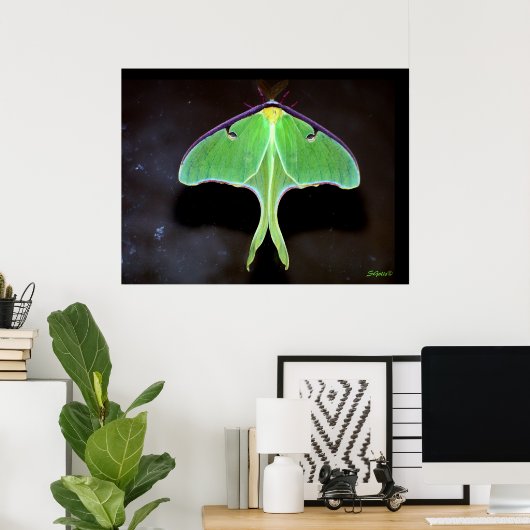 Luna Moth Foto Poster (Heimbüro)