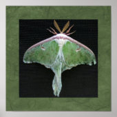 Luna Moth Foto Print Poster (Vorne)