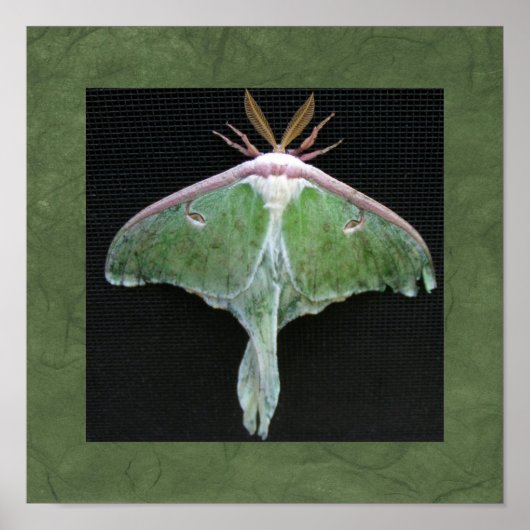 Luna Moth Foto Print Poster (Vorne)