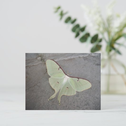Luna Moth grauer Hintergrund Postkarte (Stehend Vorderseite)