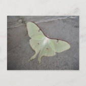 Luna Moth grauer Hintergrund Postkarte (Vorderseite)