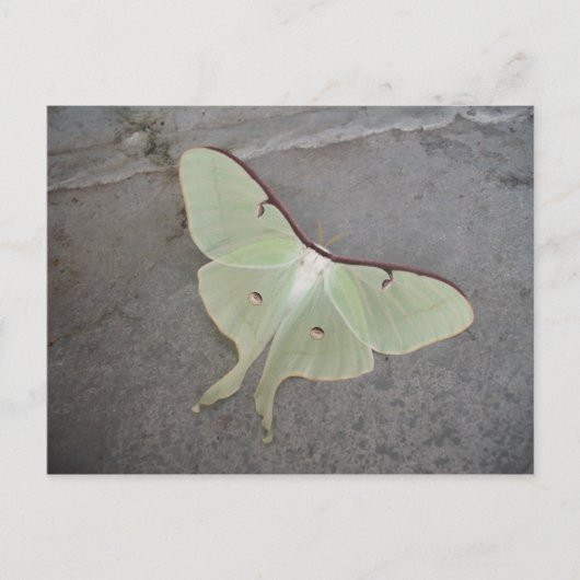 Luna Moth grauer Hintergrund Postkarte (Vorderseite)