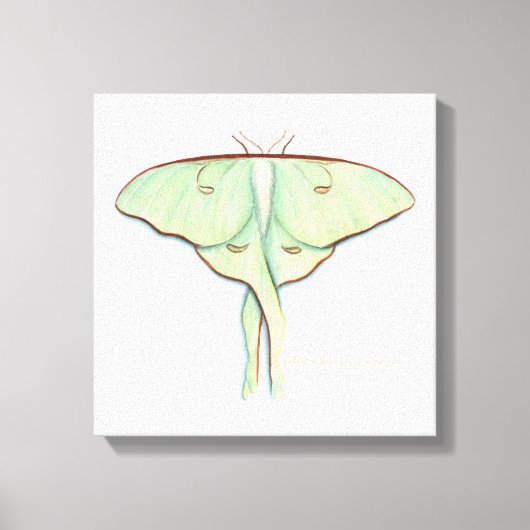 Luna Moth Leinwanddruck (Vorderseite)