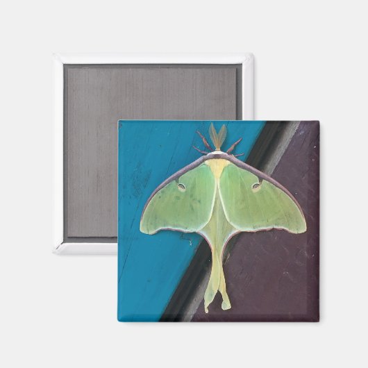 Luna Moth Magnet (Vorderseite/Rückseite)