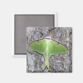 Luna Moth Magnet (Vorderseite/Rückseite)