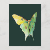 Luna Moth Painting on Dark Background Postkarte (Vorderseite)
