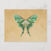 Luna Moth Post Card Postkarte (Vorderseite)