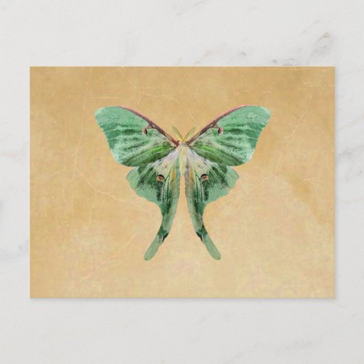 Luna Moth Post Card Postkarte (Vorderseite)