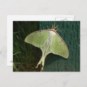 Luna Moth Postcard. Postkarte (Vorne/Hinten)