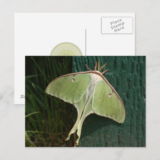 Luna Moth Postcard. Postkarte (Vorne/Hinten)