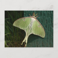 Luna Moth Postcard.