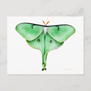 Luna Moth Postcard Postkarte