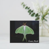 Luna Moth Postcard Postkarte (Stehend Vorderseite)