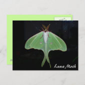 Luna Moth Postcard Postkarte (Vorne/Hinten)