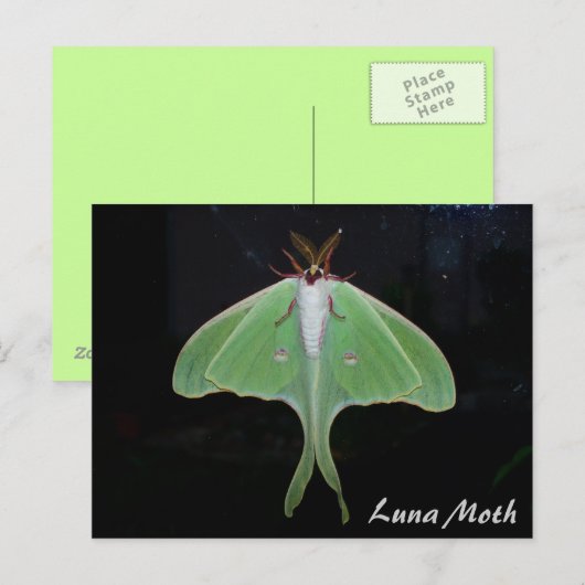 Luna Moth Postcard Postkarte (Vorne/Hinten)