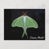 Luna Moth Postcard Postkarte (Vorderseite)