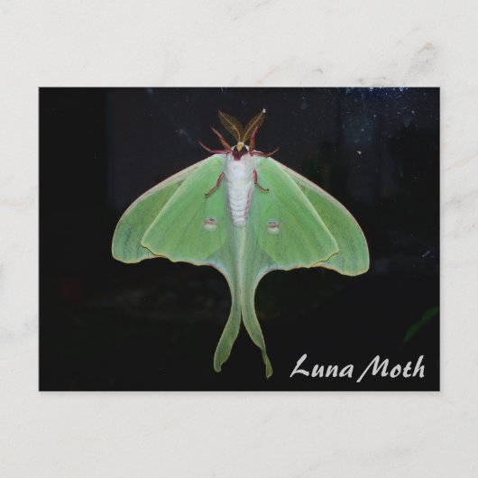 Luna Moth Postcard Postkarte (Vorderseite)